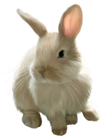 a white rabbit